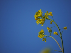 青い空、黄色い菜の花