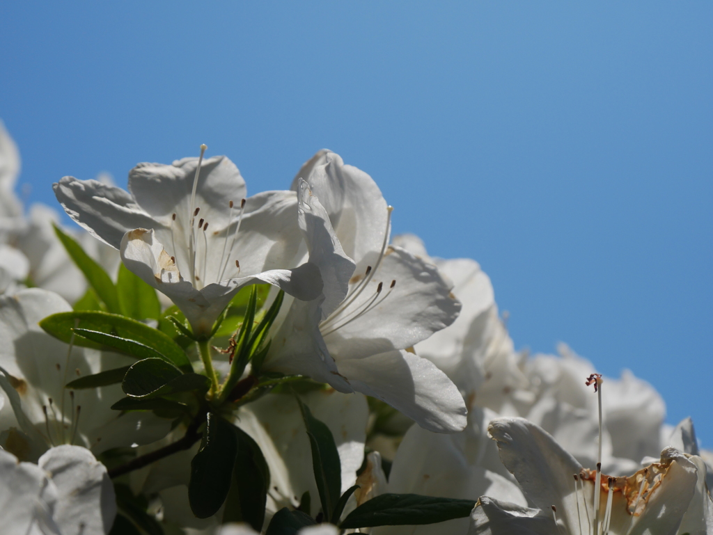 青空と白い花