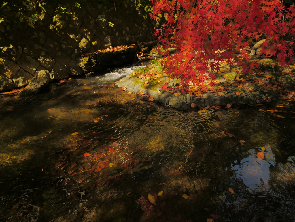 小さな川と紅葉