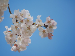 春を探して2021｢青空と桜｣