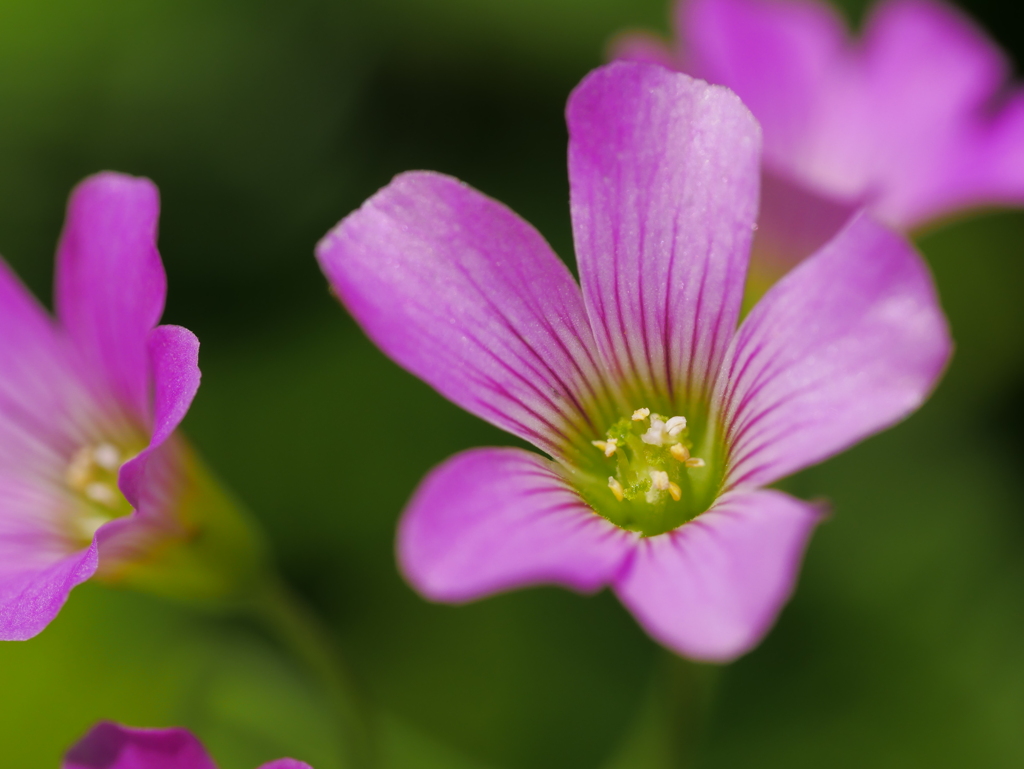 カタバミの花