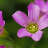 カタバミの花