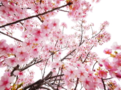 見上げれば、桜満開
