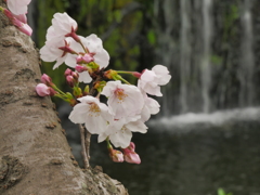 公園の滝と桜