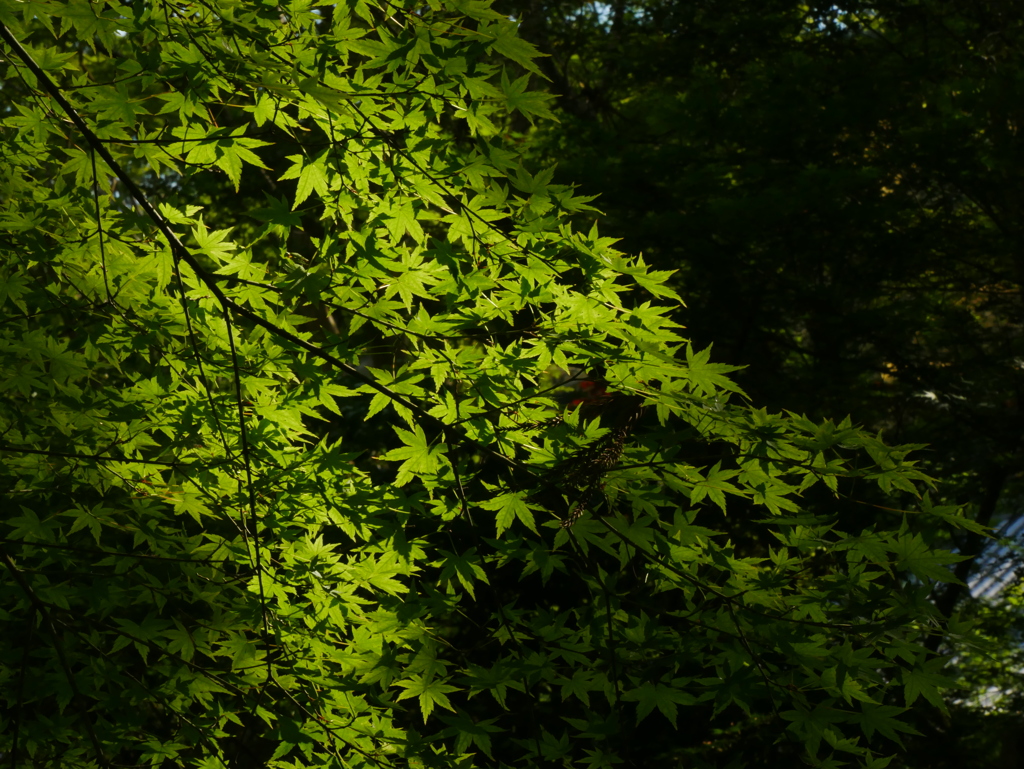 優しい光と紅葉