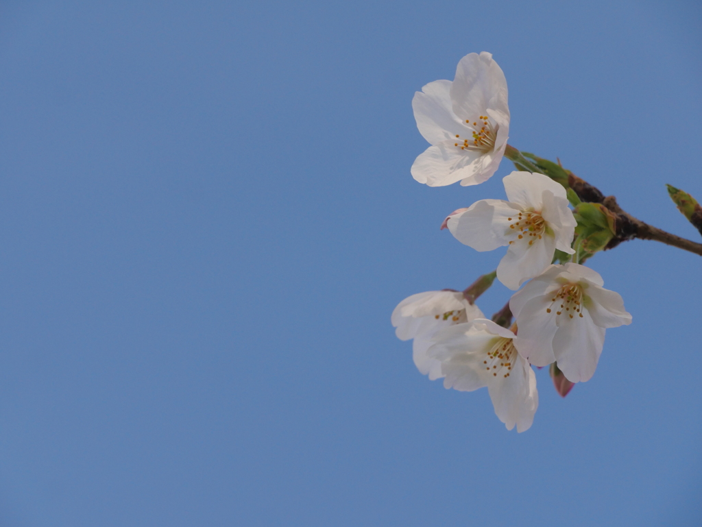 玉川の里2021｢青空と桜｣