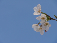 玉川の里2021｢青空と桜｣