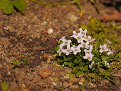 足元の小さな花