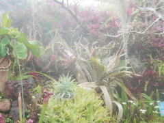 多湿を好む植物