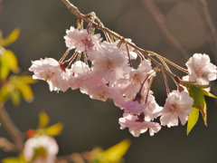 桜の産毛