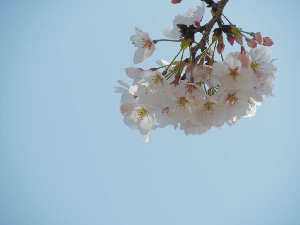 桜映える空