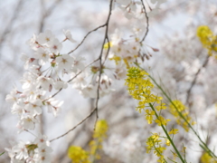 菜の花と桜