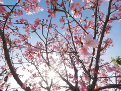 春の始め2021｢河津桜2｣