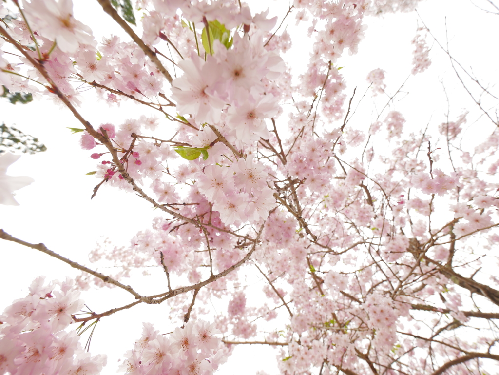 神峯山寺2021春｢桜シャワー｣