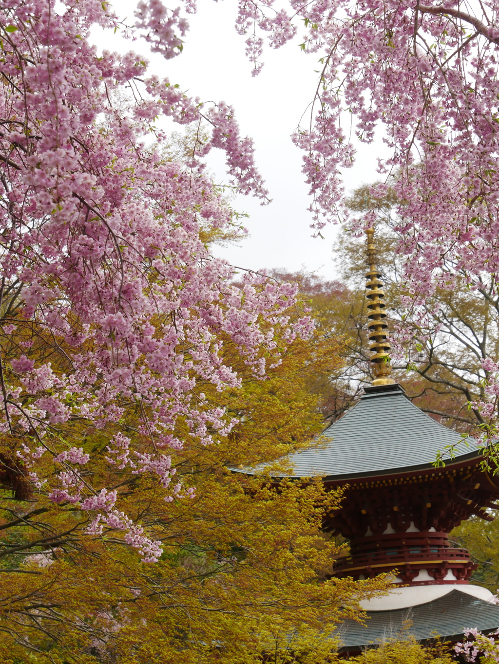 桜と三宝塔1