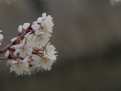 早咲き桜 満開なり