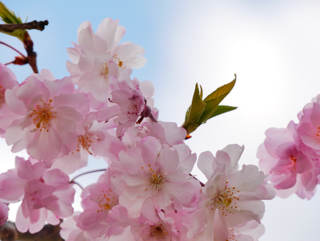 すっきり爽快な桜