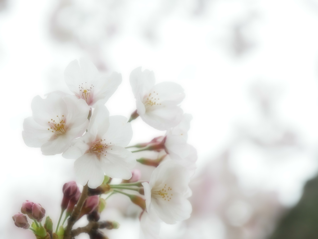 優しい桜