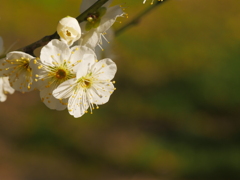 城跡公園 白梅