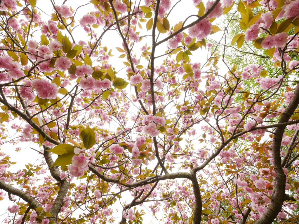花いっぱいの八重桜