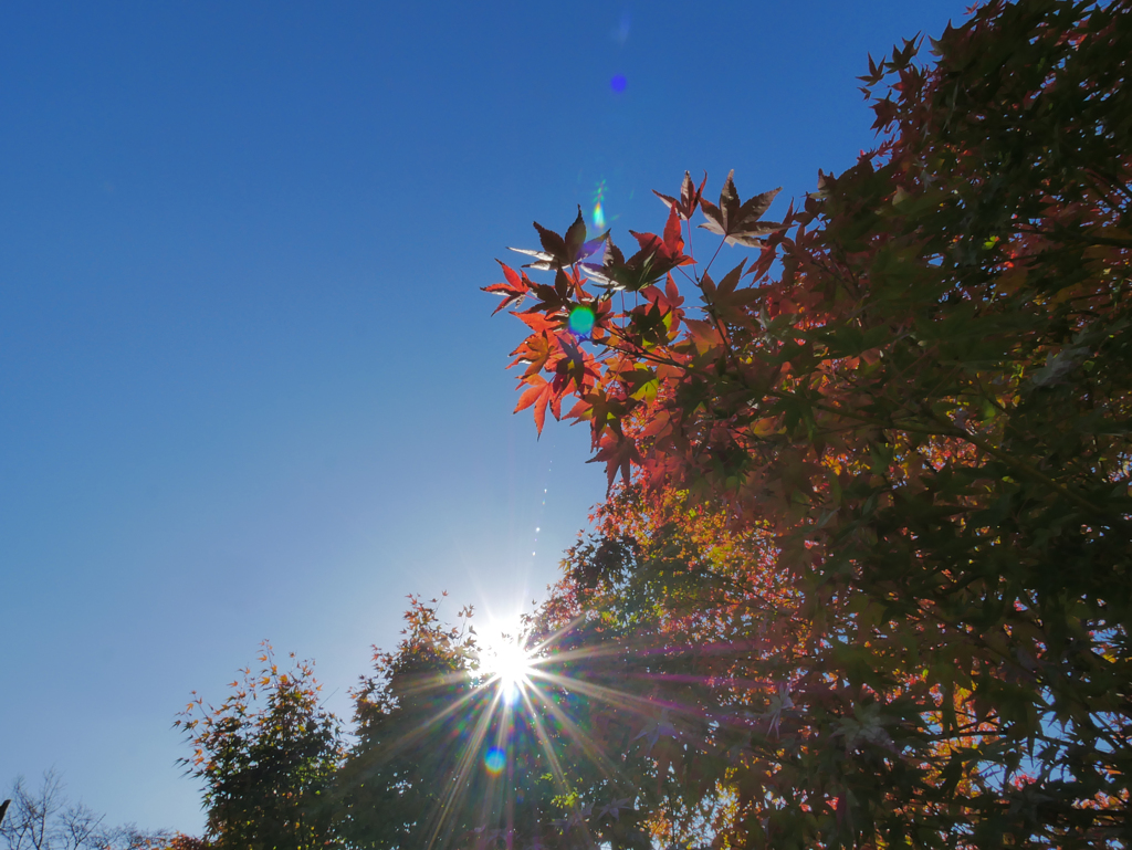 青空と紅葉