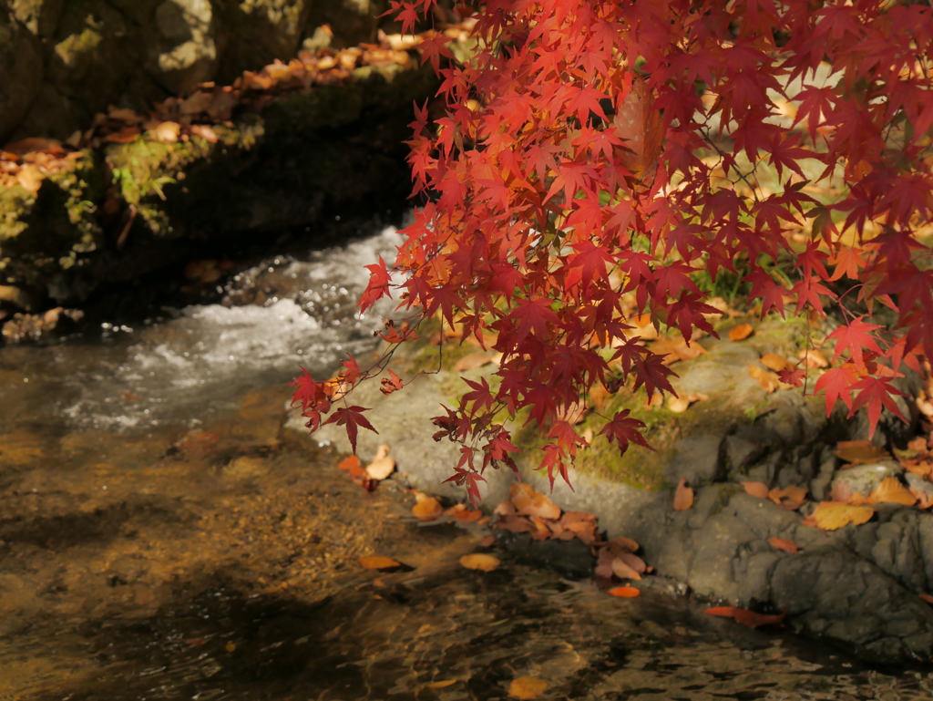 川の流れと紅葉狩り