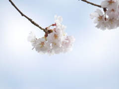 春を探して2021｢ほんわり桜｣