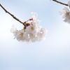 春を探して2021｢ほんわり桜｣