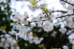 小石川後楽園　4