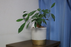 ガジュマル