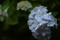 青の紫陽花
