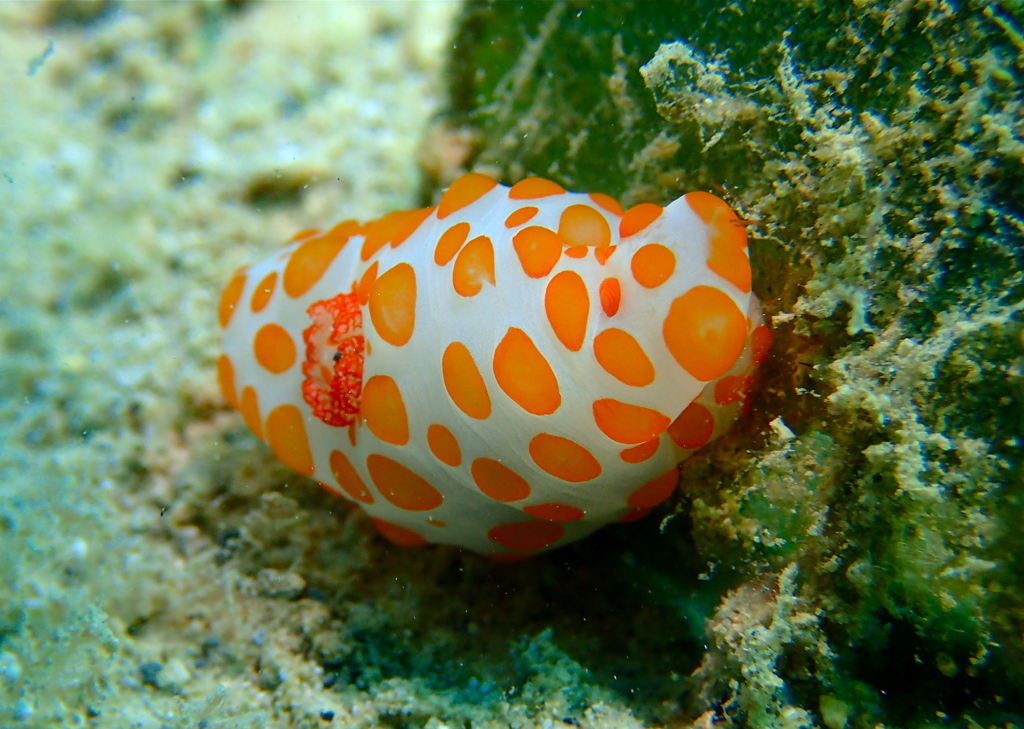 キイボキヌハダウミウシ