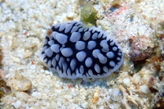 コウシンウミウシ