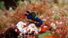 ミドリリュウグウウミウシ