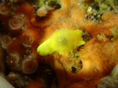 ジンガサヒトエガイ属の一種１