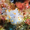 コンペイトウウミウシ