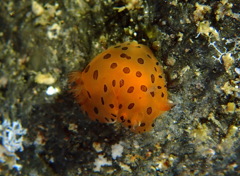 ヒメマダラウミウシ