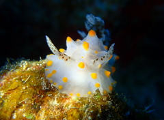 コンペイトウウミウシ