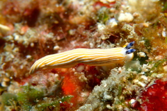 キシマオトメウミウシ