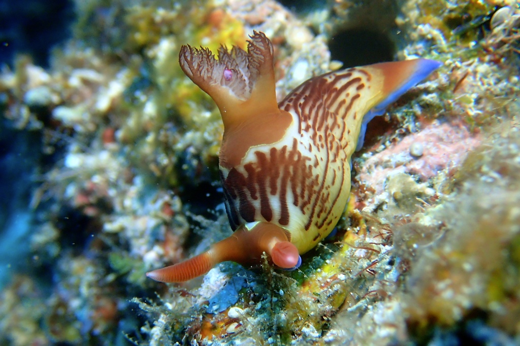 クロスジリュウグウウミウシ