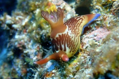 クロスジリュウグウウミウシ