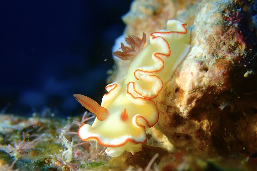 アカネサスウミウシ