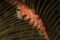 バライロマツカサウミウシ