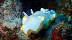 メレンゲウミウシ