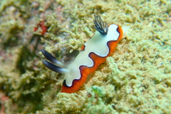 フジナミウミウシ