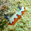 フジナミウミウシ
