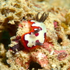 フジナミウミウシ