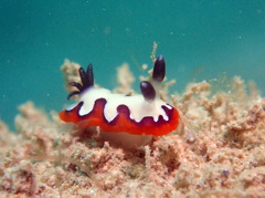 フジナミウミウシ