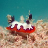 フジナミウミウシ