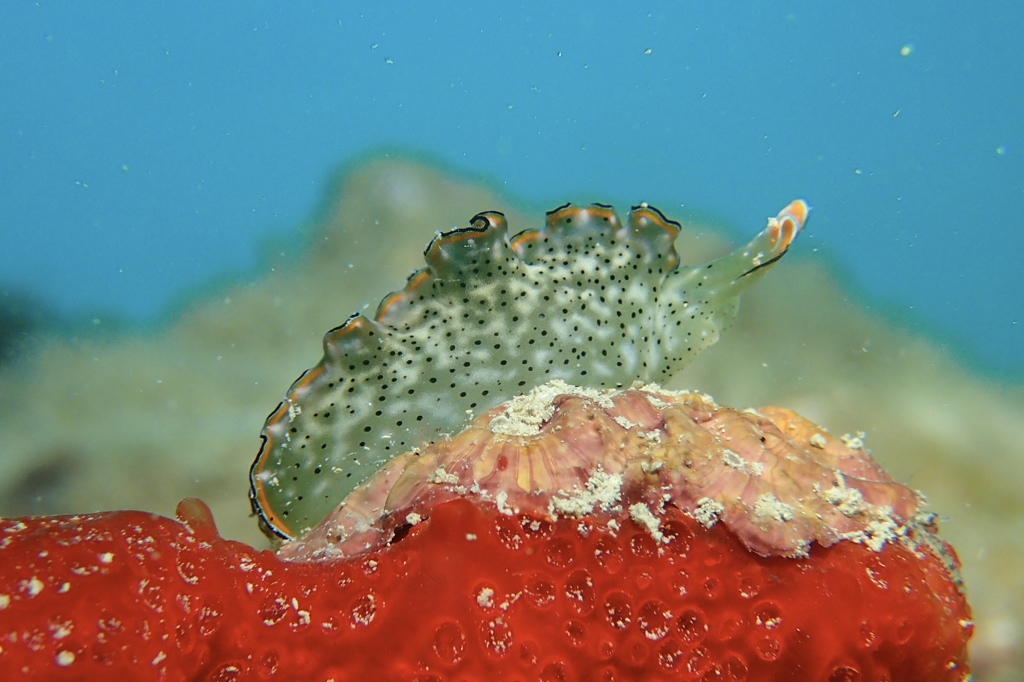 ゴクラクミドリガイ属の一種７